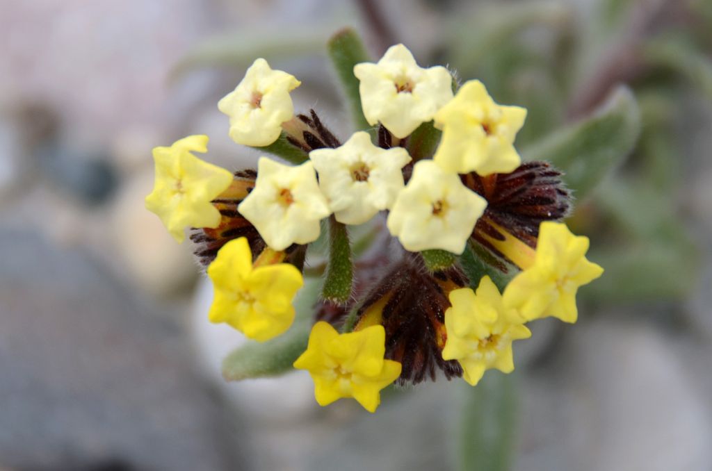 25 Yellow Flowers Close Up At Kerqin Camp In The Shaksgam Valley On Trek To K2 North Face In China